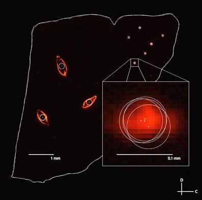 Frontiers Three Dimensional Brain Reconstruction Of In Vivo Electrode