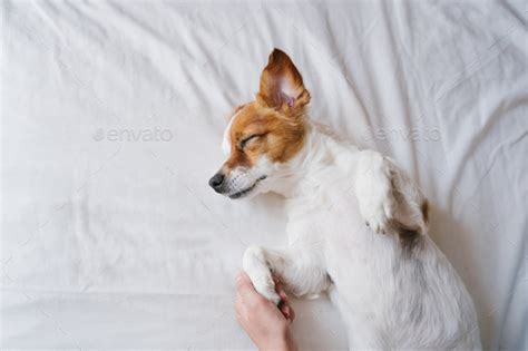 Woman Cuddling To Cute Jack Russell Dog Sleeping On Bed Lovelifestyle