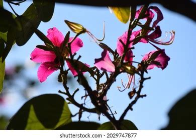 102 Pata De Vaca Plant Images, Stock Photos & Vectors | Shutterstock