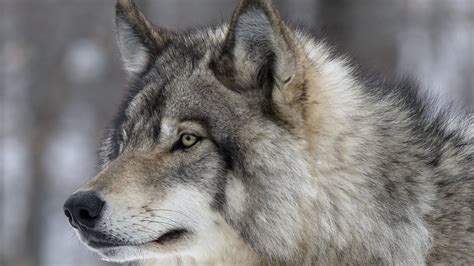 Lobo Wallpapers (60+ pictures) - WallpaperSet