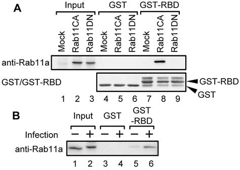 Activation Of Rab A Gtpase In Infected Cells A Hela Cells Were