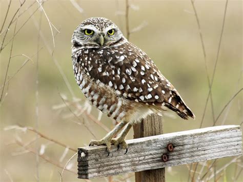 Ferruginous Pygmy-Owl Bird Facts (Glaucidium brasilianum) | Birdfact