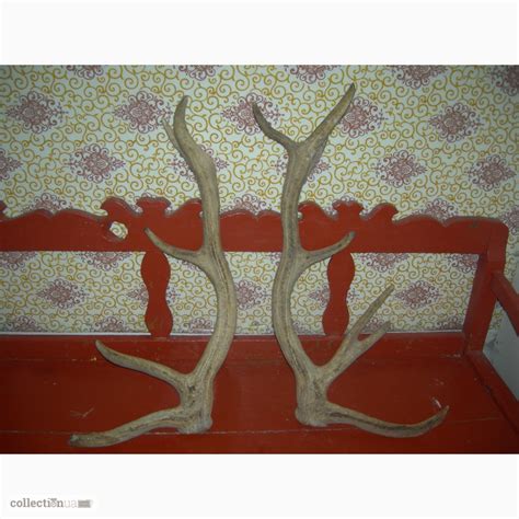 Продам роги оленя, купити роги оленя — CollectionUA