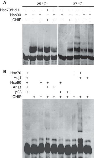 Chip Participates In Protein Triage Decisions By Preferentially