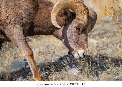 Selective Snow Sheep Ovis Nivicola Dry Stock Photo 2109238517