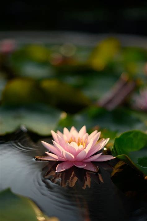 Flor De Loto Hermosa En El Agua Despu S Premium Photo Freepik