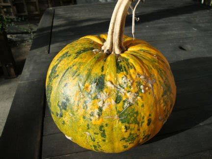 The Ample Cook The Crown Prince And The Naked Pumpkin