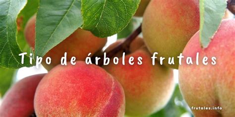 Tipos De Rboles Frutales Aprende Y Disfr Talos