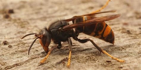 Asiatische Hornisse Macht Imkern Im Norden Noch Keine Sorgen Radio