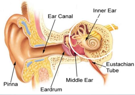 Vestibular System Flashcards Quizlet