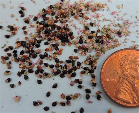 Smartweed, Oriental Lady's Thumb - Wildfoods 4 Wildlife