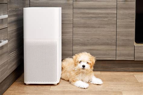 The 7 Most Beautiful Air Purifiers Iupilon