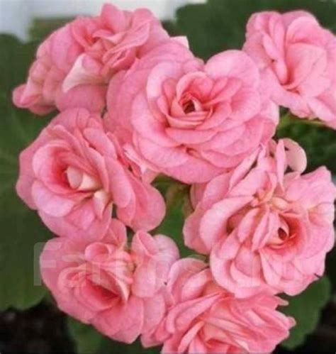 Пеларгония Grainger's Antique Rose, Канада, в наличии. Цена: 400₽ во ...