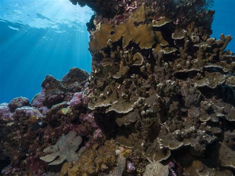 Coral reefs of Papua New Guinea | Smithsonian Photo Contest ...