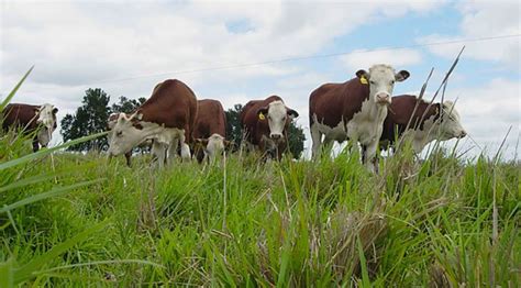 Ganader A Argentina Mejores Pasturas Mayor Rendimiento Adblick Agro