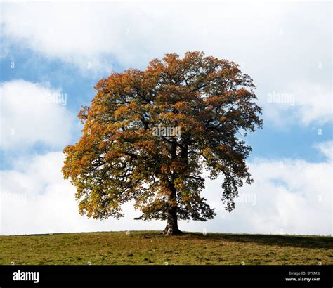 Oak Tree In Fall