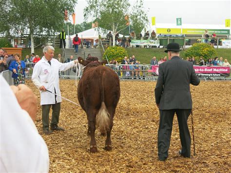 Woolsery Show July Red Ruby Devon Cattle