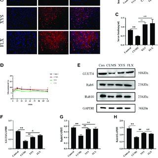 Effect Of Xiaoyaosan On Glucose Metabolism In Hypothalamus Of