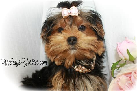 Female Teacup Yorkie Puppies For Sale In Tx Wendys Yorkies