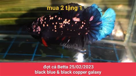 Đợt Cá Betta 2502 Black Blue And Black Copper Galaxy Khuyến Mãi Mua 2