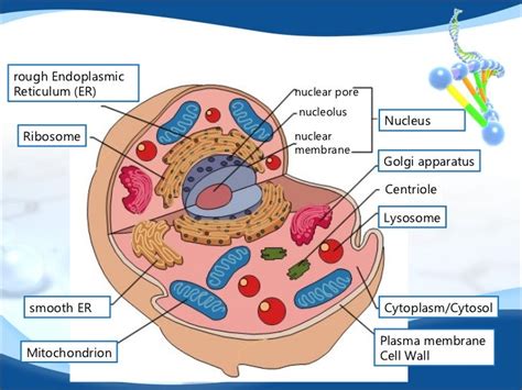 2 Membranes And Cell Organelles