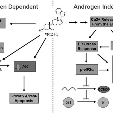 Schematic Representation Of Androgen Dependent And Androgen Independent Download Scientific