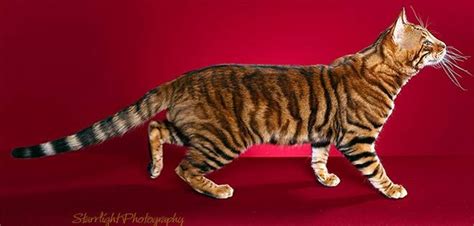 When Rosetted Bengal Bloomed Toyger Cat Asian Leopard Cat Cats