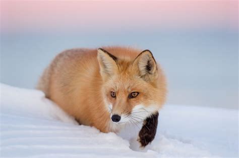 fox, Foxes, Winter, Snow Wallpapers HD / Desktop and Mobile Backgrounds