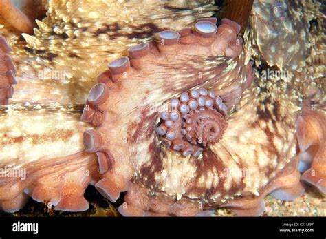 Pulpos Gigantes Del Pac Fico O El Pulpo Gigante Del Pac Fico Norte