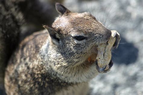 Chipmunk Squirrel Eating A Peanut Stock Image Image Of Natural