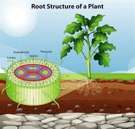 Plant Root System Diagram