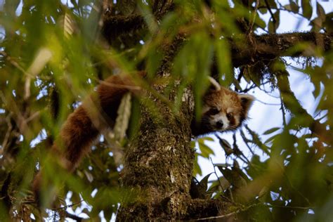 Expanding the Frontiers of Red Panda Conservation