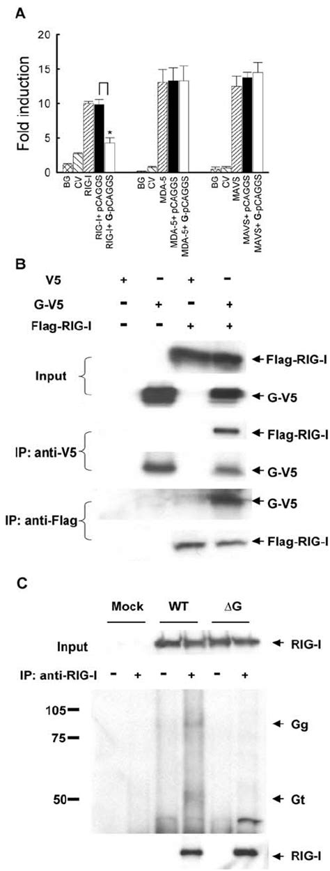 Inhibition Of Rig I Mediated Signaling By G Protein A A Cells