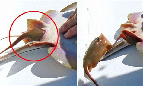 Stingray Giving Birth