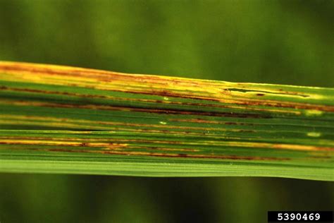 Bacterial Leaf Streak Xanthomonas Oryzae Pv Oryzicola On Rice Oryza