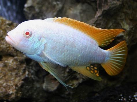 Albino Red Top Zebra Mbuna Cichlid Snake River Cichlids