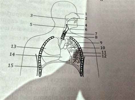 1 THE FIGURE GIVEN BELOW SHOWS THE RESPIRATORY SYSTEM OF HUMAN BEINGS