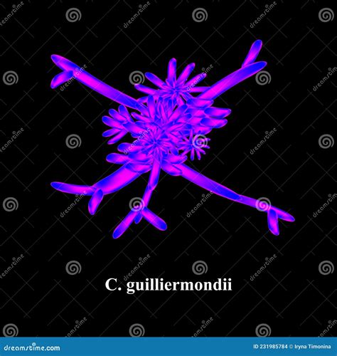 C Guilliermondii Candida Pathogene Gistachtige Schimmels Van Het