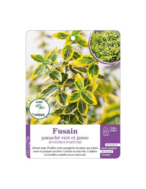 Euonymus Fortunei Voir Fusain Panaché Vert Et Jaune