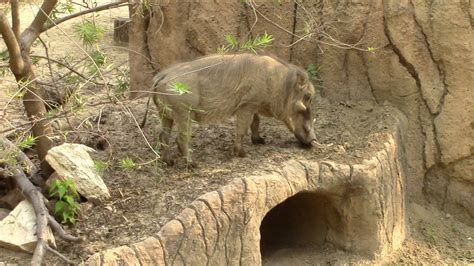 Warthog At The Dallas Zoo By Phillip Neumeier On Deviantart