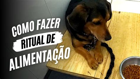 COMO ENSINAR O CACHORRO A SENTAR USANDO O RITUAL DE ALIMENTAÇÃO JHON