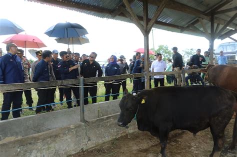 Mentan SYL Dorong Provinsi Sulsel Jadi Sentra Sapi Potong Nasional