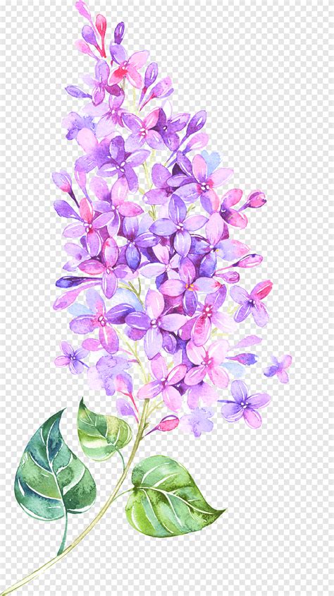 Ilustración de flores de pétalos rosa flor lila violeta flor flotante