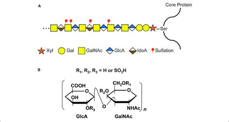 | CS glycosaminoglycan (GAG) structure and modification by sulfation ...