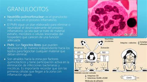 Inflamación y reparación PPT