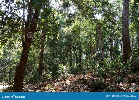 Mature Hardwood Teak Mountain Forest Stock Photo Image Of Coming