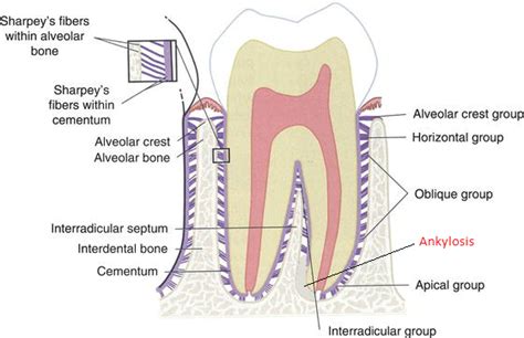 Ankylosis on teeth | News | Dentagama