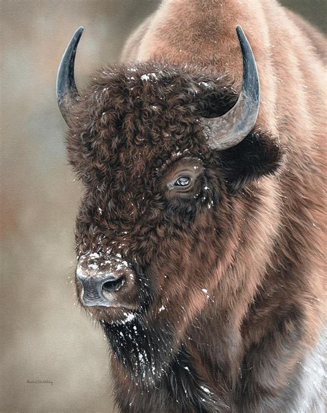 American Bison Portrait Painting Painting by Rachel Stribbling - Pixels