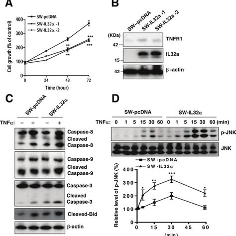 Effects of stable expression of IL 32α in SW620 cells on colon cancer