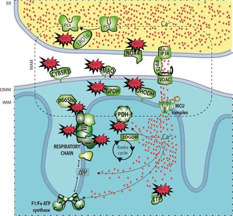 Mitochondria Associated Membranes In Aging And Senescence Structure Function And Dynamics